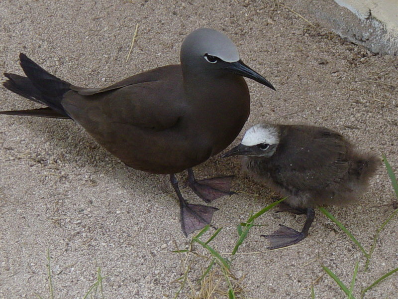 Common Noddy (Anous stolidus) -adult and chick - brown noddy (Anous stolidus).jpg