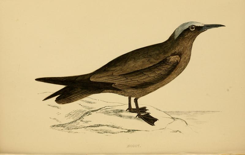 A history of British birds. By the Rev. F.O. Morris (1862) (14564502787).jpg