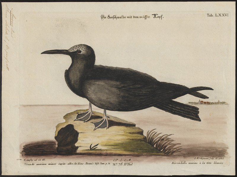 Anous stolidus - 1700-1880 - Print - Iconographia Zoologica - Special Collections University of Amsterdam - UBA01 IZ17900400.jpg