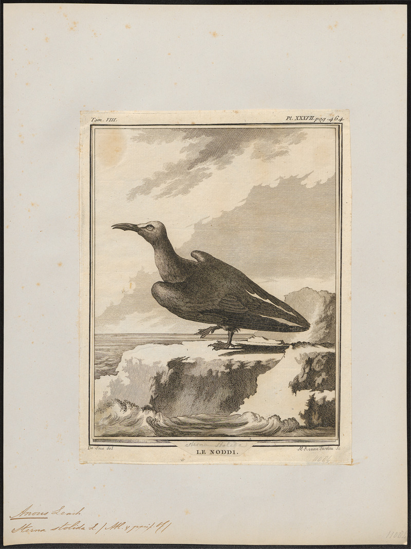 Anous stolidus - 1700-1880 - Print - Iconographia Zoologica - Special Collections University of Amsterdam - UBA01 IZ17900402.jpg