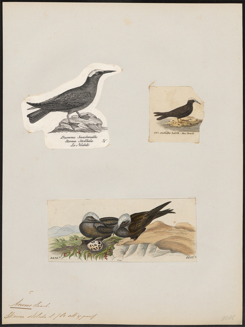 Anous stolidus - 1700-1880 - Print - Iconographia Zoologica - Special Collections University of Amsterdam - UBA01 IZ17900404.jpg