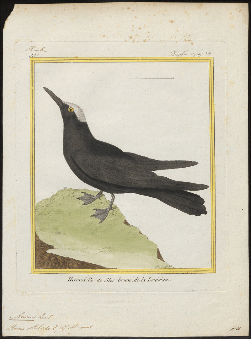 Anous stolidus - 1700-1880 - Print - Iconographia Zoologica - Special Collections University of Amsterdam - UBA01 IZ17900406.jpg
