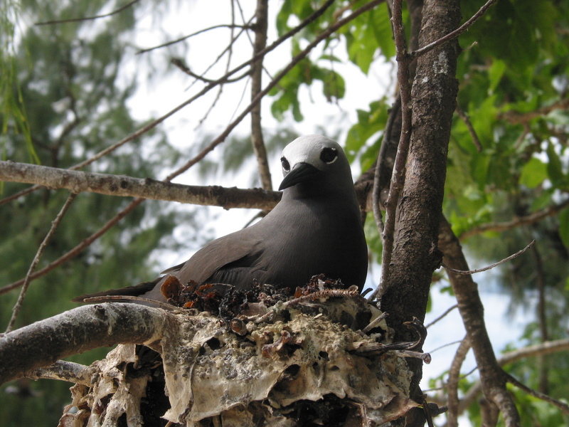 Anous stolidus -Cousin Island -Seychelles adult on nest-8.jpg