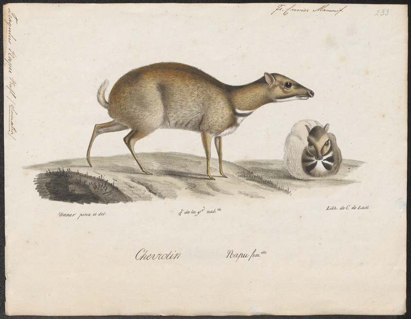 Tragulus napu - 1818-1842 - Print - Iconographia Zoologica - Special Collections University of Amsterdam - UBA01 IZ21500182.jpg