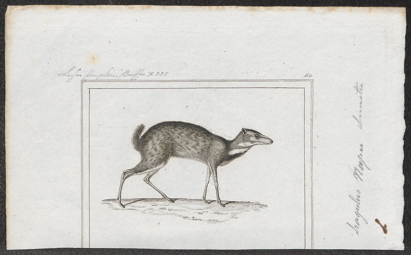 Tragulus napu - 1838 - Print - Iconographia Zoologica - Special Collections University of Amsterdam - UBA01 IZ21500186.jpg