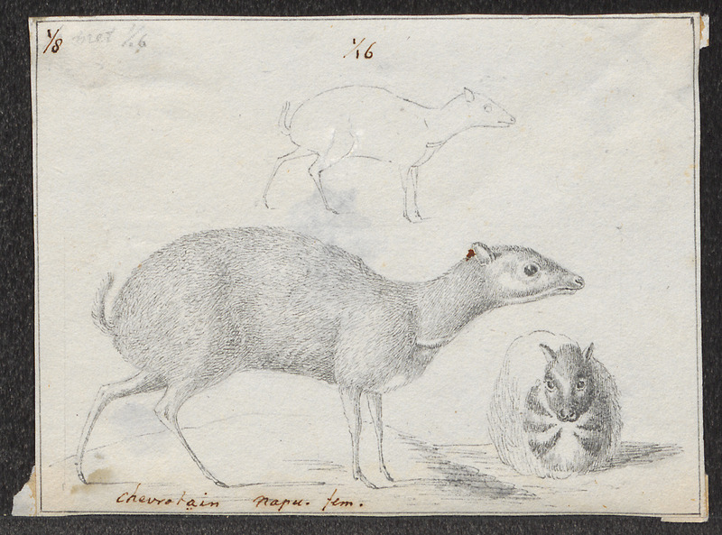 Tragulus napu - 1838 - Print - Iconographia Zoologica - Special Collections University of Amsterdam - UBA01 IZ21500190.jpg