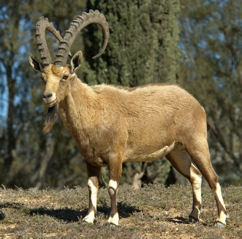 PikiWiki Israel 4287 Capra-01 - Nubian ibex (Capra nubiana).jpg