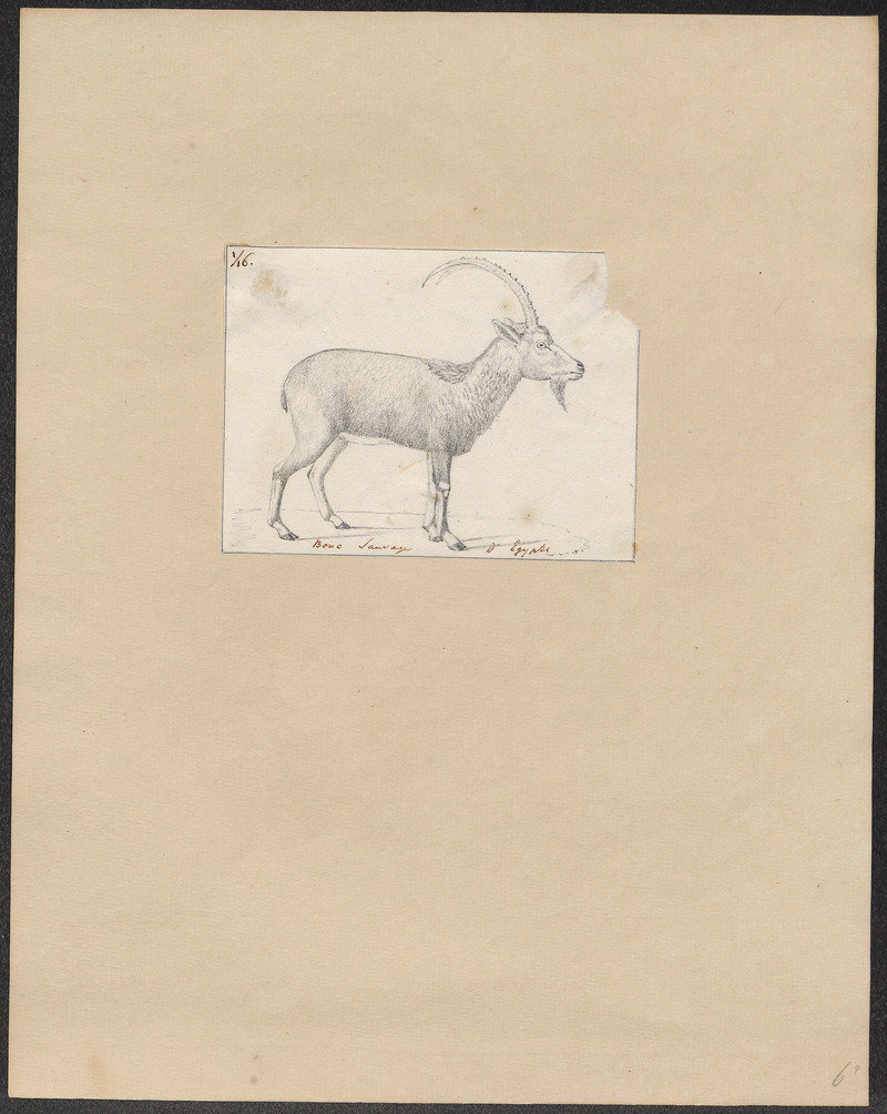 Ibex nubiana - 1700-1880 - Print - Iconographia Zoologica - Special Collections University of Amsterdam - UBA01 IZ21300175.jpg