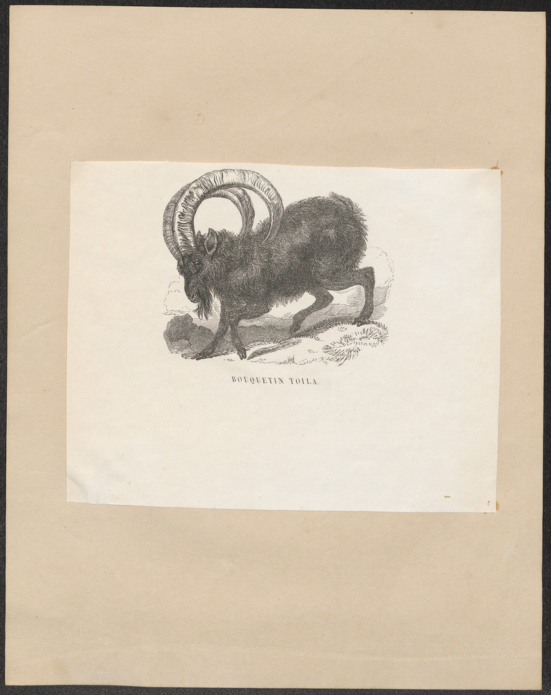 Ibex nubiana - 1700-1880 - Print - Iconographia Zoologica - Special Collections University of Amsterdam - UBA01 IZ21300177.jpg