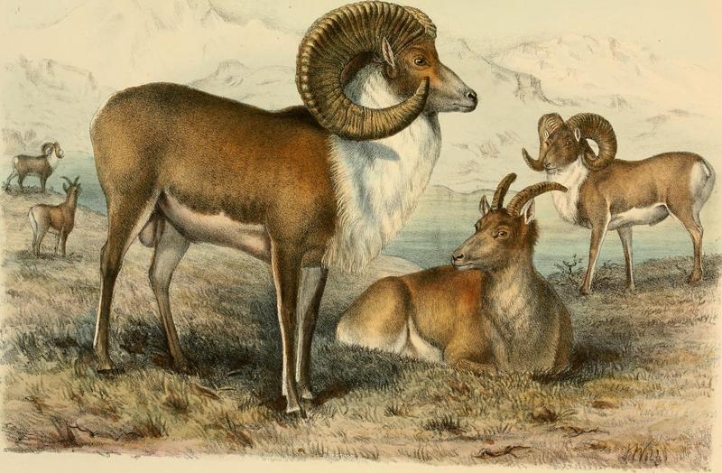 Wild oxen, sheep and goats of all lands, living and extinct (1898) (14562363777).jpg