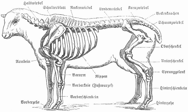 Marco polo sheep anatomy.jpg