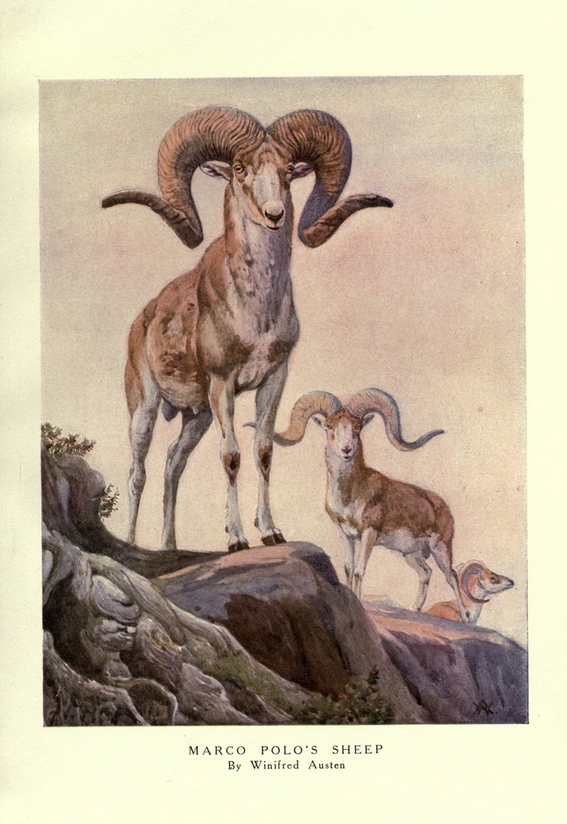 The wild beasts of the world (Plate 18) (8116033199).jpg