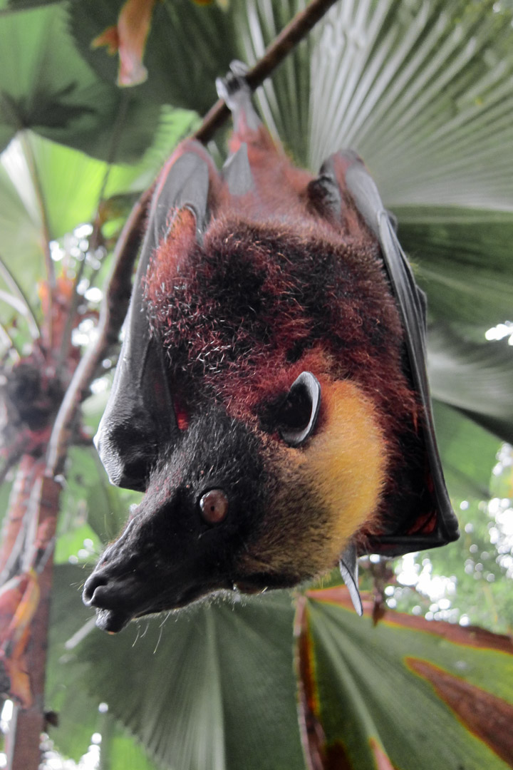 Acerodon jubatus by Gregg Yan - giant golden-crowned flying fox, golden-capped fruit bat (Acerodon jubatus).jpg