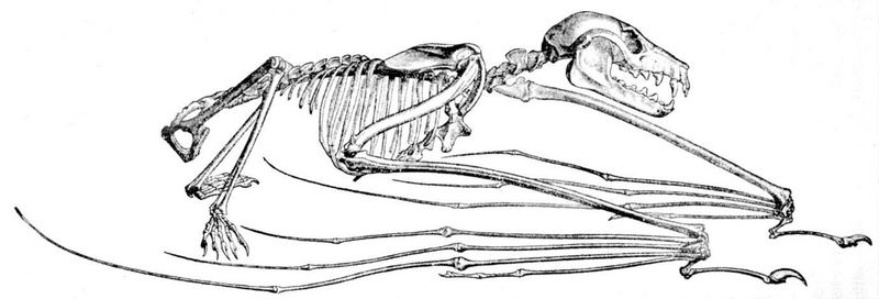 Cambridge Natural History Mammalia Fig 255.jpg