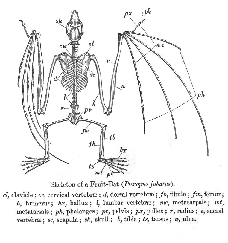 Pteropus Skeleton.jpg