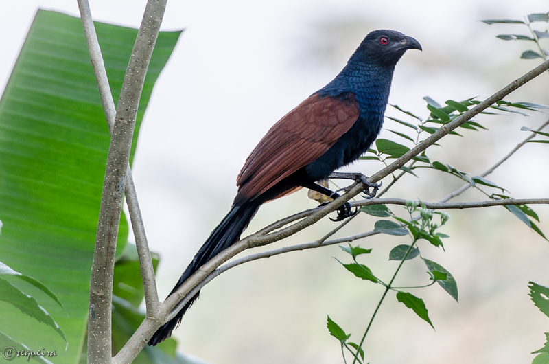 Crow Pheasant or the Greater Coucal (Centropus sinensis).jpg