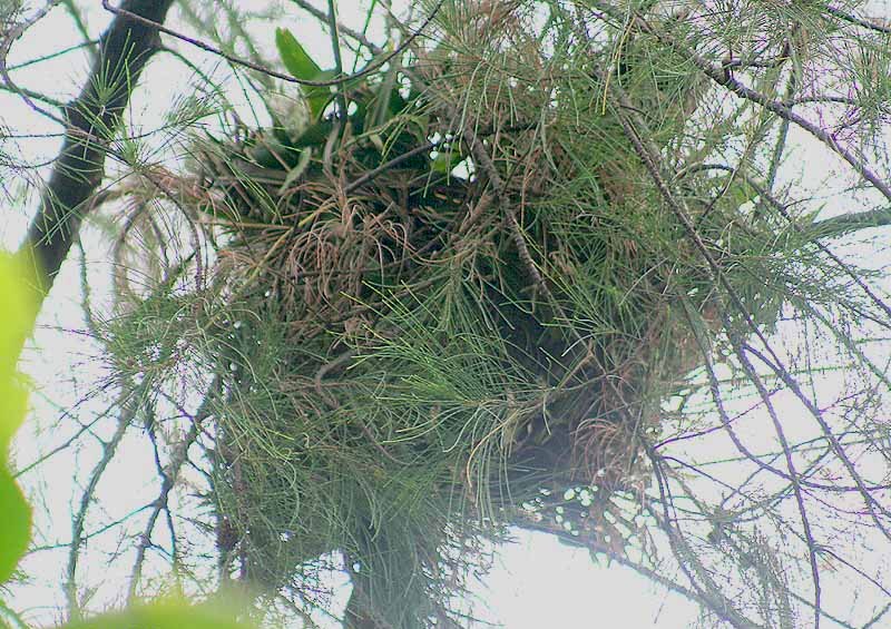 Greater Coucal- Nest I IMG 4396.jpg