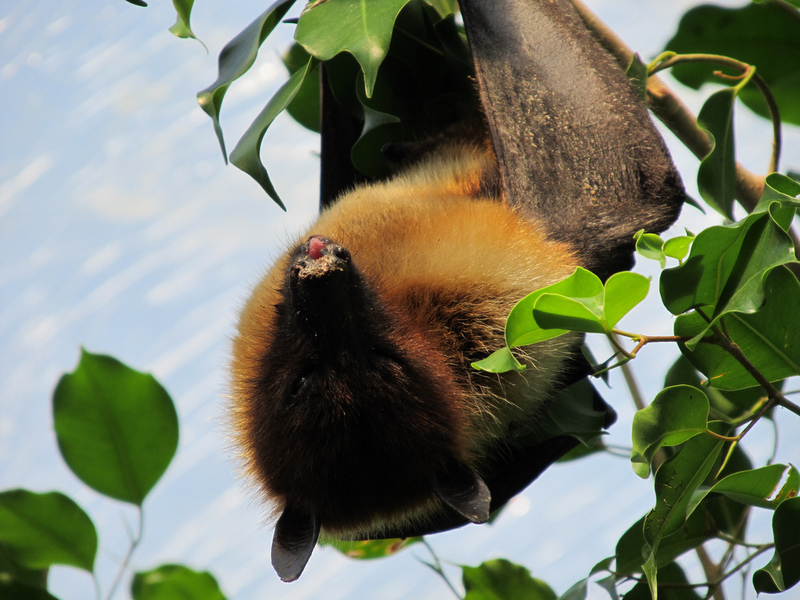 Ryukyu Flying Fox - Ryukyu fruit bat (Pteropus dasymallus).jpg