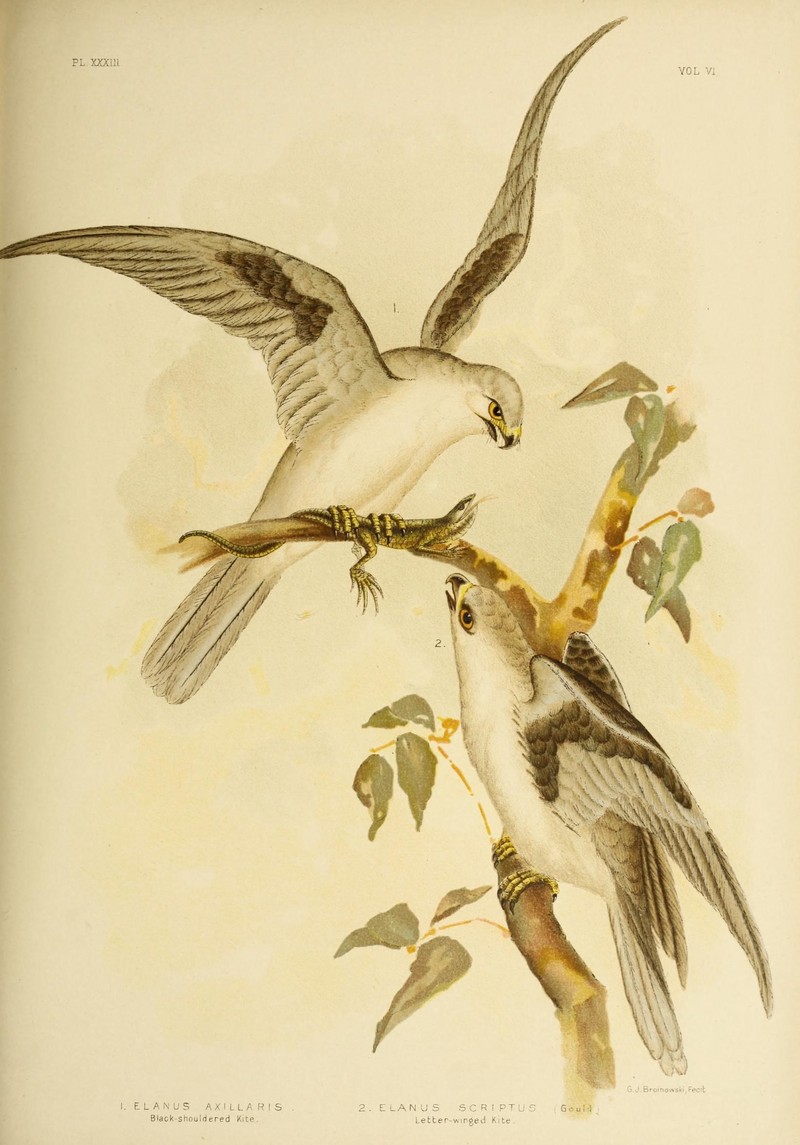 The birds of Australia (16879661330).jpg
