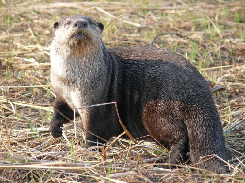 Aonyx capensis, male, Shamvura - African clawless otter (Aonyx capensis).jpg