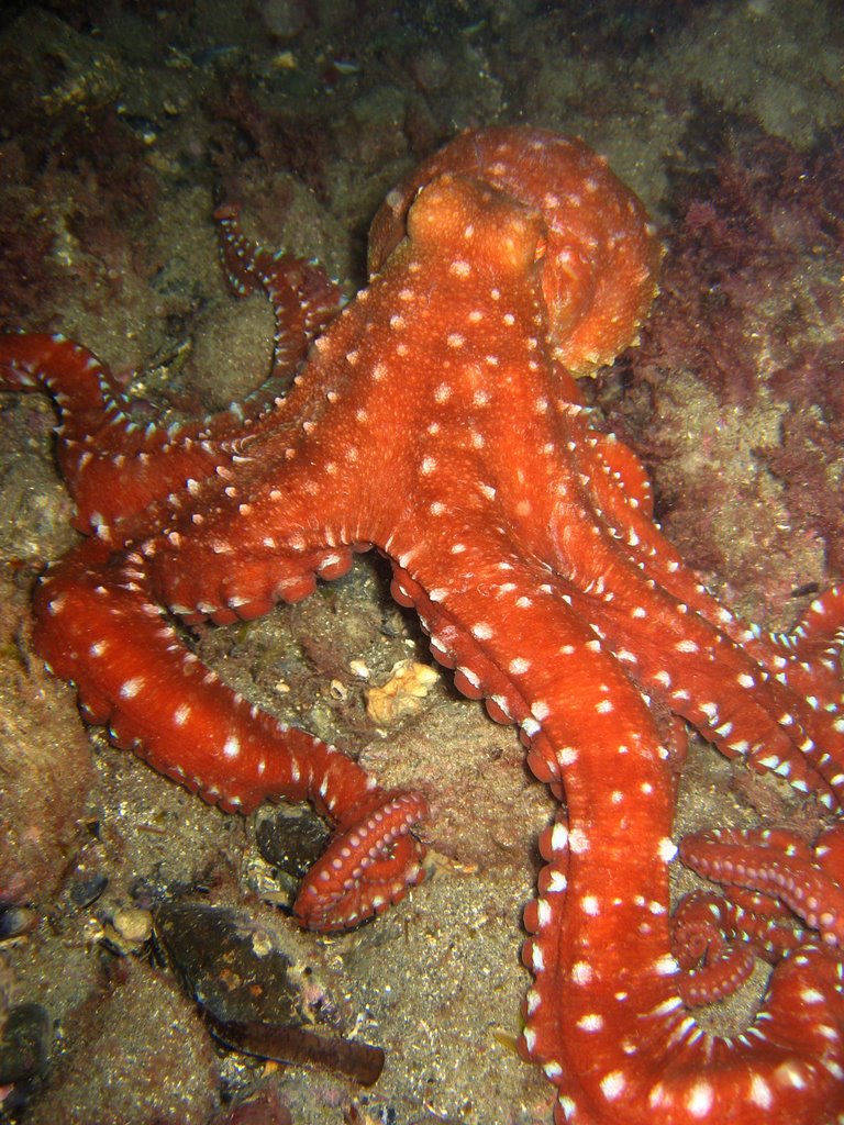 Octopus macropus.jpg
