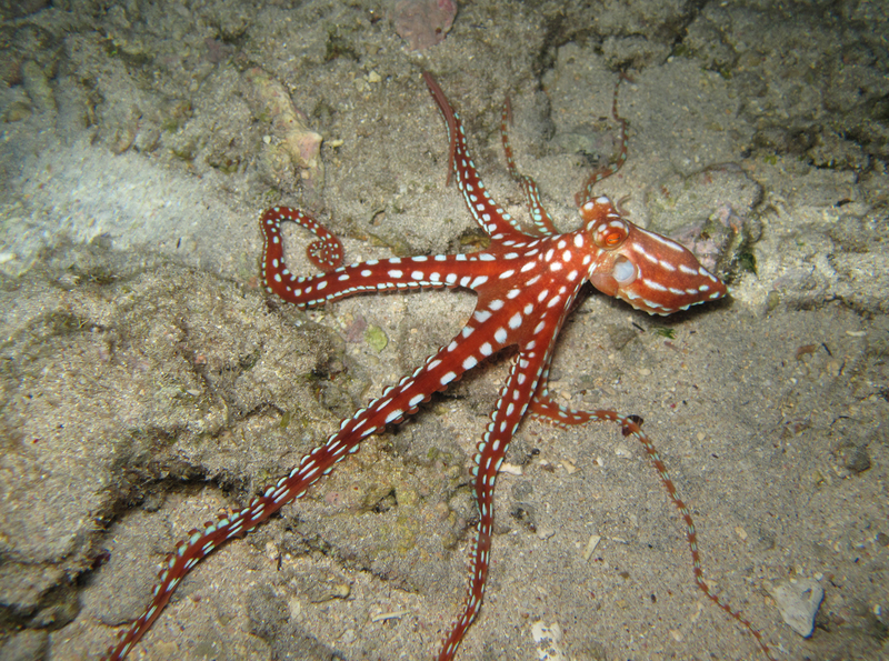 Callistoctopus macropus en colère (photo de nuit).jpg