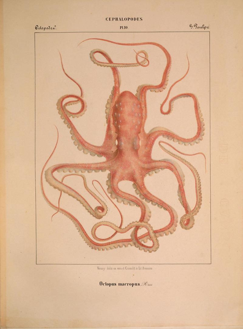 Mollusques méditeranéens (!) (6263519353).jpg