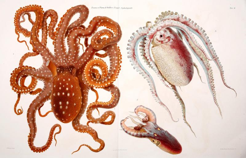 C Merculiano - Cephalopoda 6.jpg