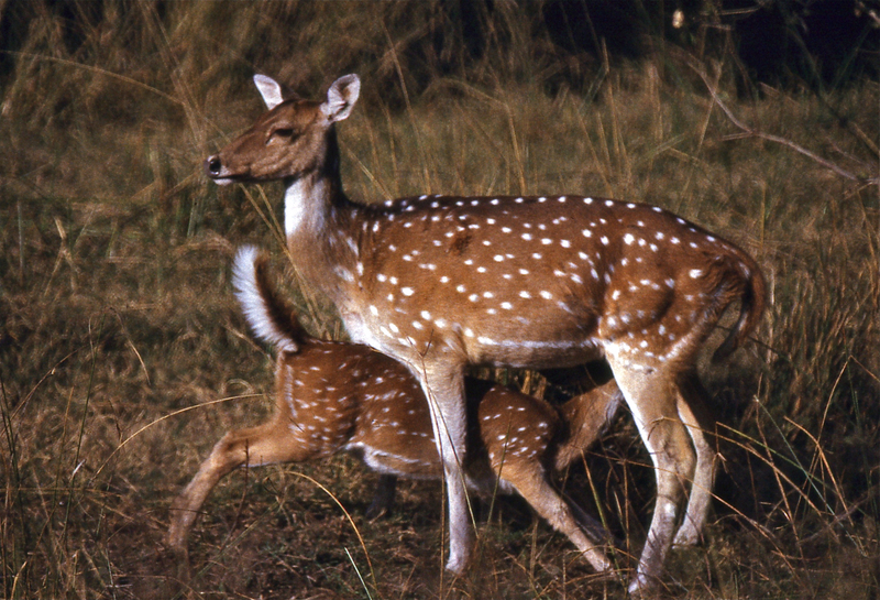 Chitals (Axis axis) doe and fawn (19723516843).jpg