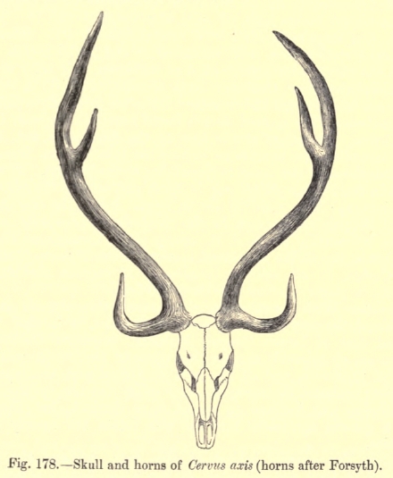 6. antlers axis.png
