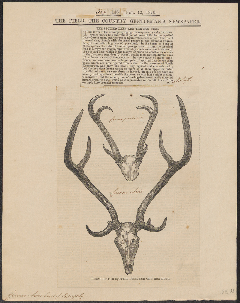 Cervus axis - gewei - 1870 - Print - Iconographia Zoologica - Special Collections University of Amsterdam - UBA01 IZ21500340.jpg
