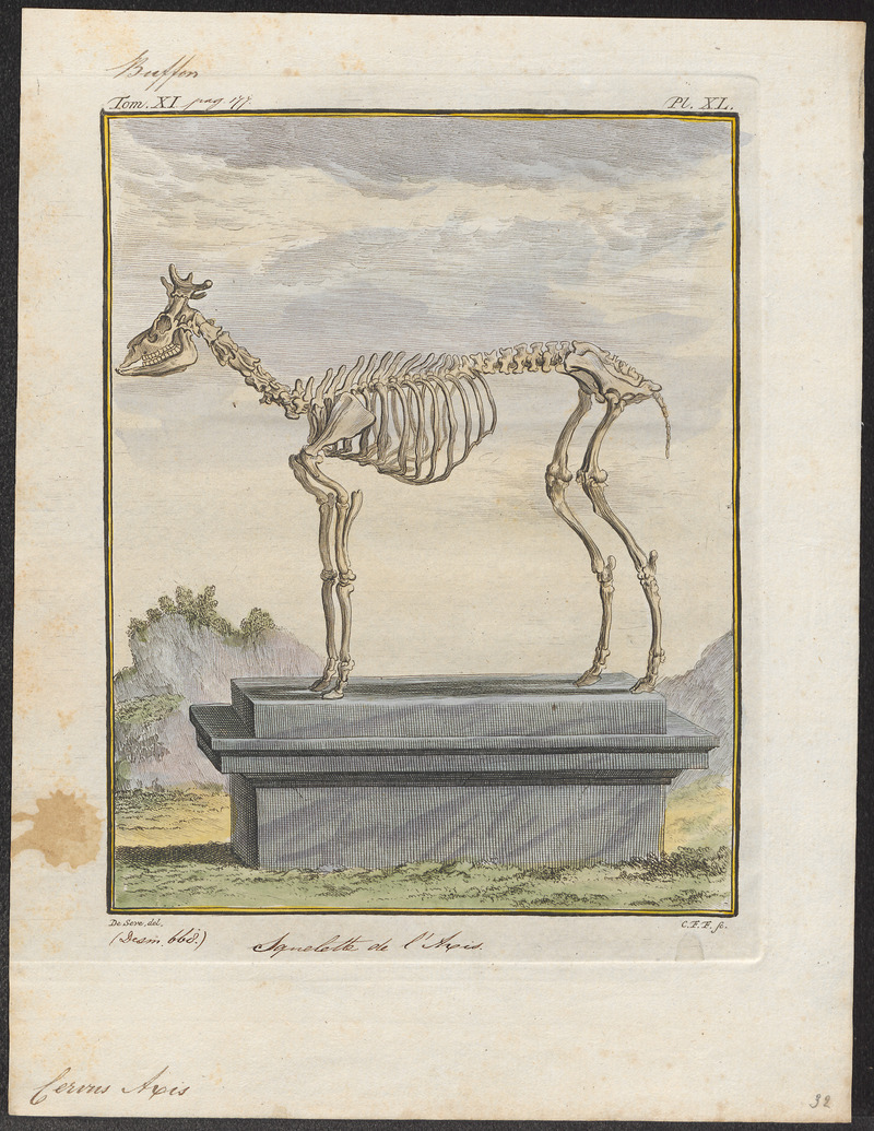 Cervus axis - skelet - 1700-1880 - Print - Iconographia Zoologica - Special Collections University of Amsterdam - UBA01 IZ21500338.jpg