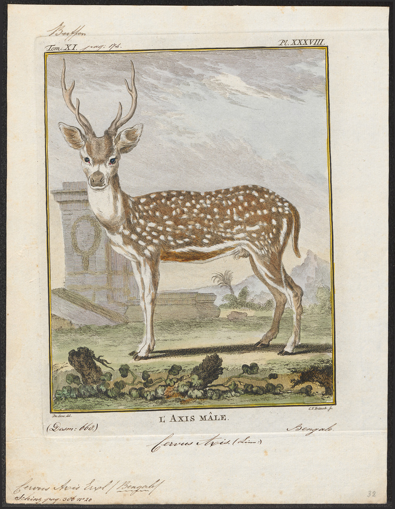 Cervus axis - 1700-1880 - Print - Iconographia Zoologica - Special Collections University of Amsterdam - UBA01 IZ21500326.jpg