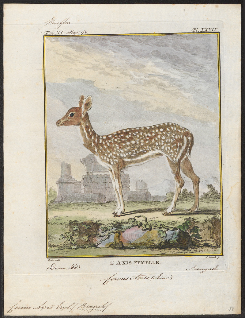 Cervus axis - 1700-1880 - Print - Iconographia Zoologica - Special Collections University of Amsterdam - UBA01 IZ21500332.jpg