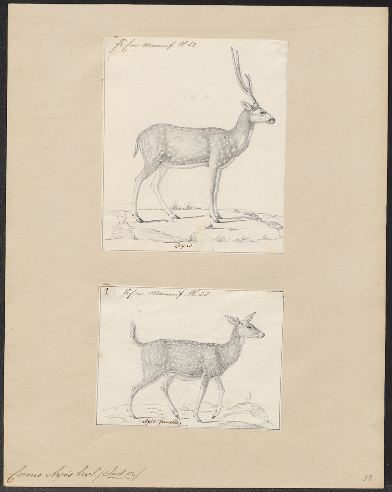 Cervus axis - 1700-1880 - Print - Iconographia Zoologica - Special Collections University of Amsterdam - UBA01 IZ21500336.jpg