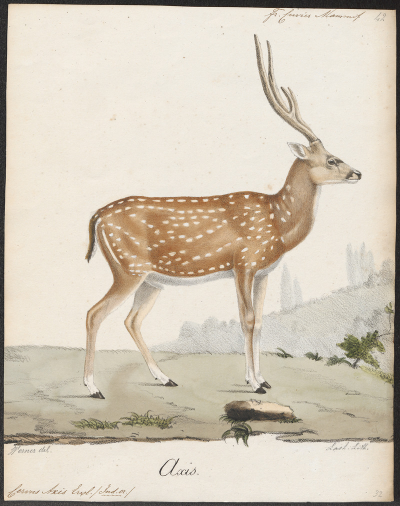 Cervus axis - 1818-1842 - Print - Iconographia Zoologica - Special Collections University of Amsterdam - UBA01 IZ21500330.jpg