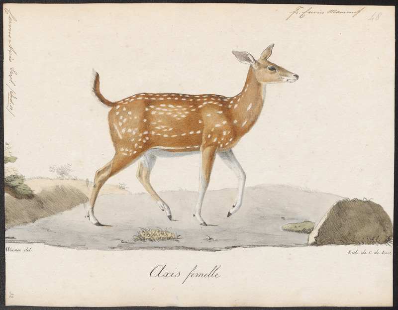 Cervus axis - 1818-1842 - Print - Iconographia Zoologica - Special Collections University of Amsterdam - UBA01 IZ21500334.jpg