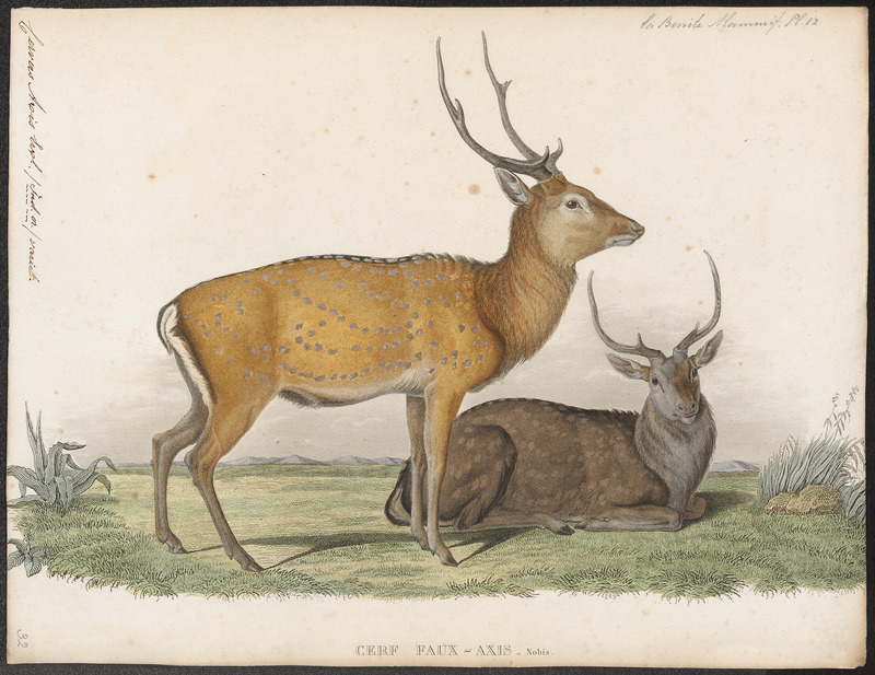 Cervus axis - 1841-1852 - Print - Iconographia Zoologica - Special Collections University of Amsterdam - UBA01 IZ21500324.jpg