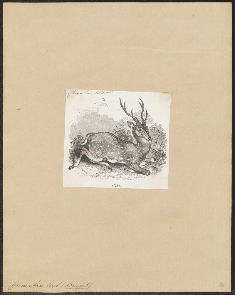 Cervus axis - 1851-1876 - Print - Iconographia Zoologica - Special Collections University of Amsterdam - UBA01 IZ21500328.jpg