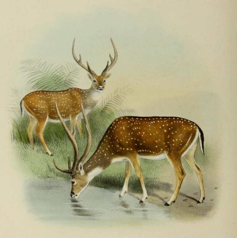 The deer of all lands (1898) Chital.png