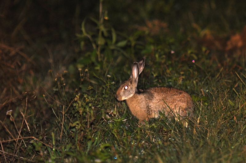 BnHare DSC 2174 - black-naped hare (Lepus nigricollis).jpg