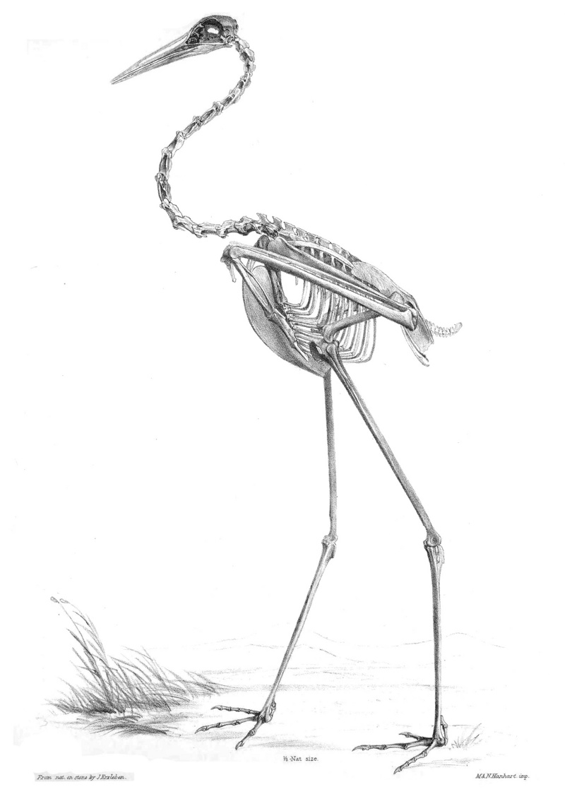 Grus Antigone Skeleton.jpg