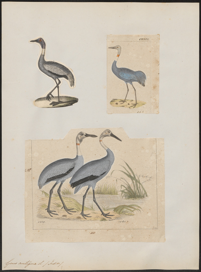 Grus antigone - 1700-1880 - Print - Iconographia Zoologica - Special Collections University of Amsterdam - UBA01 IZ17300111.jpg
