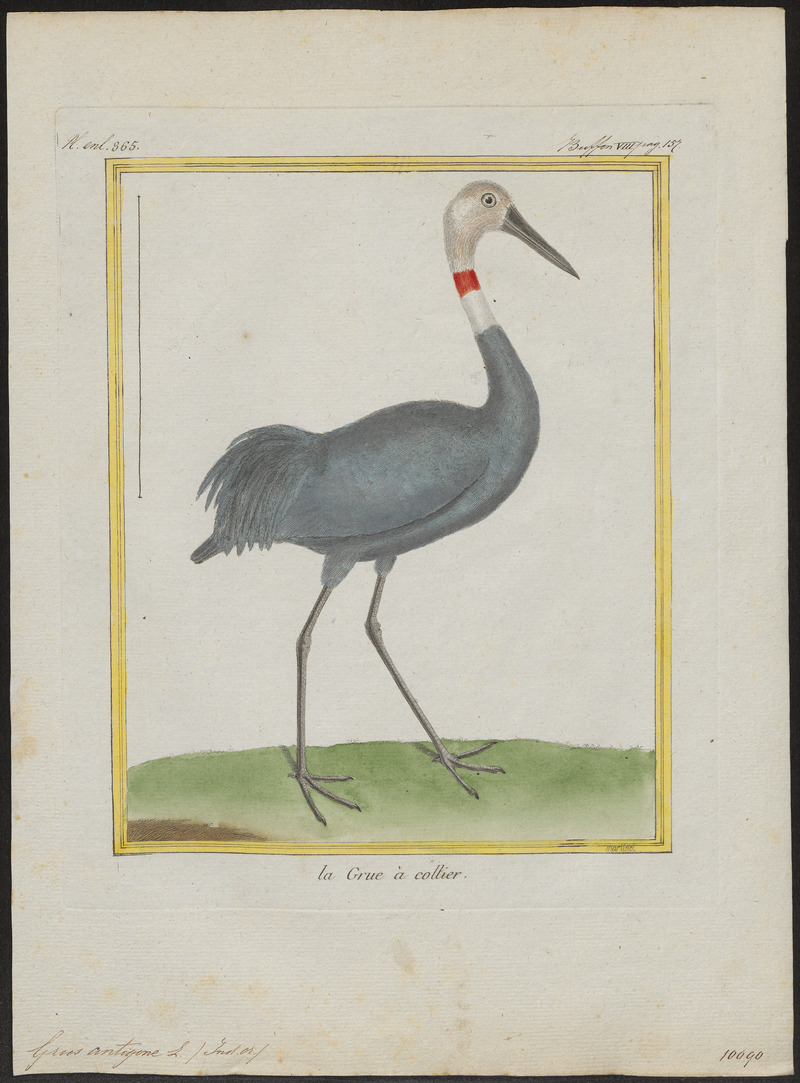 Grus antigone - 1700-1880 - Print - Iconographia Zoologica - Special Collections University of Amsterdam - UBA01 IZ17300113.jpg