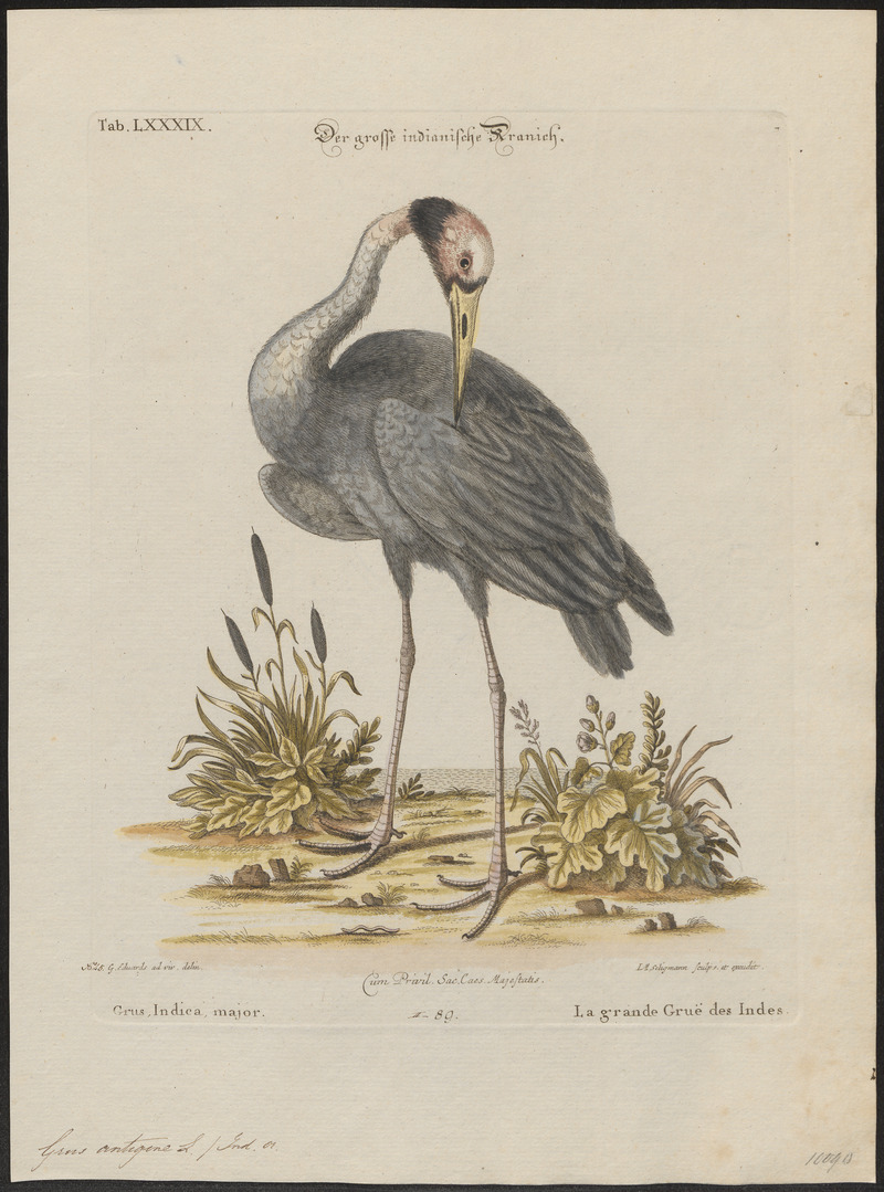 Grus antigone - 1700-1880 - Print - Iconographia Zoologica - Special Collections University of Amsterdam - UBA01 IZ17300117.jpg