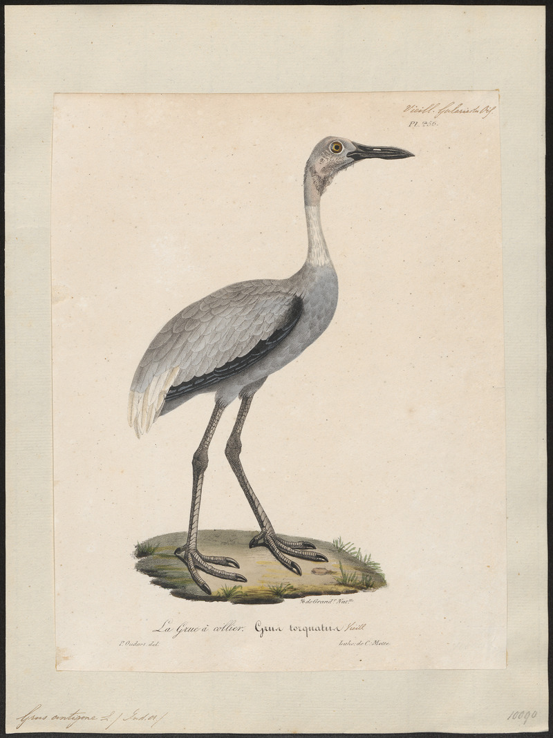 Grus antigone - 1825-1834 - Print - Iconographia Zoologica - Special Collections University of Amsterdam - UBA01 IZ17300115.jpg
