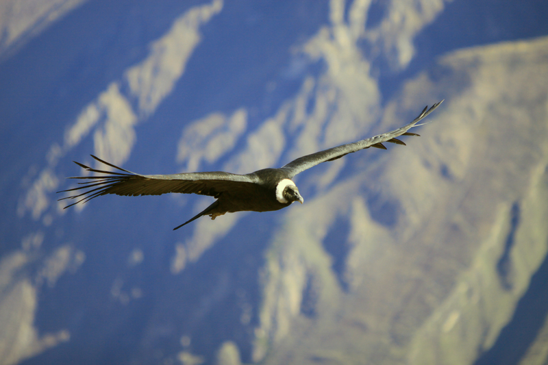 203 - Canyon de Colca - Condor des Andes - Juin 2010 - Andean condor (Vultur gryphus).JPG