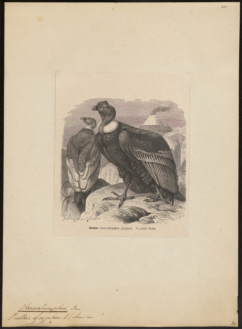 Sarcoramphus gryphus - 1700-1880 - Print - Iconographia Zoologica - Special Collections University of Amsterdam - UBA01 IZ18100091.jpg