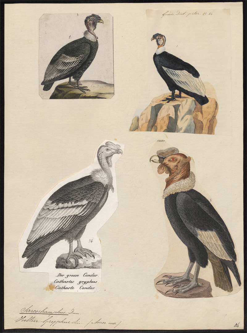 Sarcoramphus gryphus - 1700-1880 - Print - Iconographia Zoologica - Special Collections University of Amsterdam - UBA01 IZ18100095.jpg