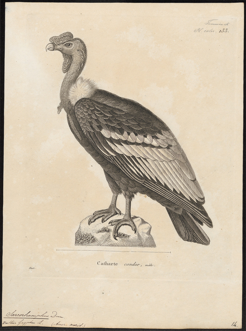 Sarcoramphus gryphus - 1700-1880 - Print - Iconographia Zoologica - Special Collections University of Amsterdam - UBA01 IZ18100099.jpg